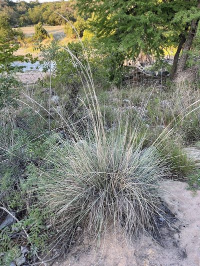 Muhlenbergia lindheimeri, photographed by Cody Stricker