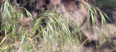 Bromus tectorum, photographed by Amthinkia