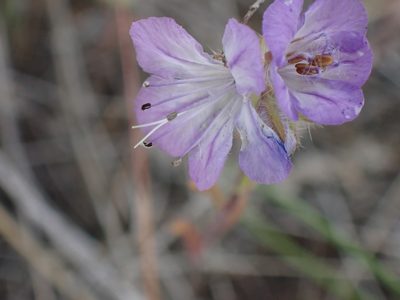 Phacelia linearis, photographed by Shane Johnson