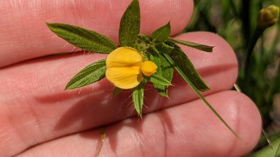 Stylosanthes biflora, photographed by Joseph Aubert