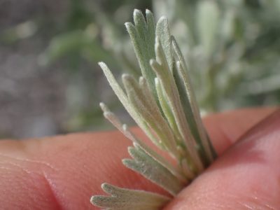 Artemisia tridentata, photographed by Shane Johnson