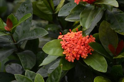 Ixora chinensis, photographed by Jay Pruett