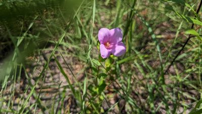 Rhexia petiolata