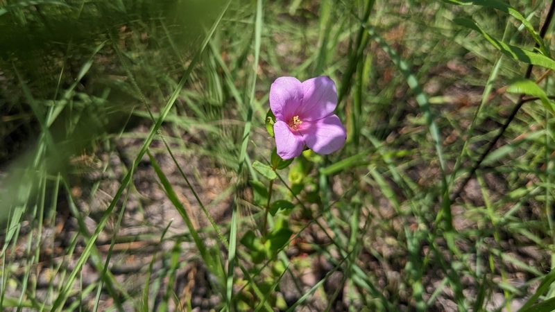 Rhexia petiolata, photographed by Joseph Aubert