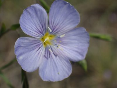 Linum lewisii, photographed by Shane Johnson