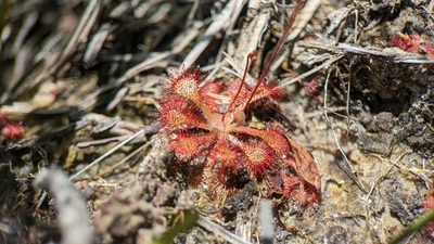 Drosera capillaris, photographed by Joseph Aubert