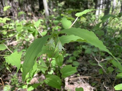 Prosartes hookeri