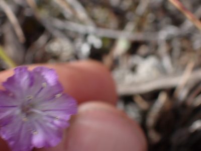 Phacelia linearis, photographed by Shane Johnson