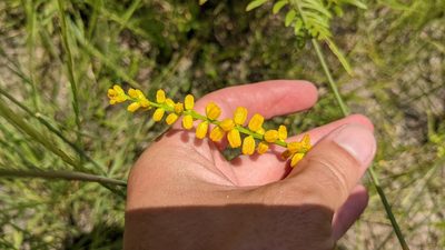 Aletris aurea, photographed by Joseph Aubert