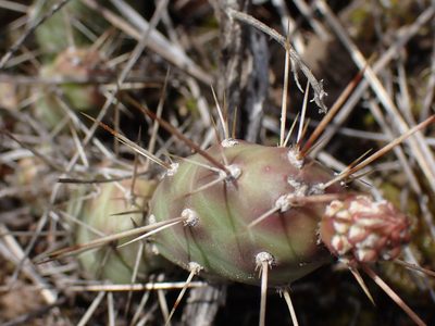 Opuntia fragilis, photographed by Shane Johnson