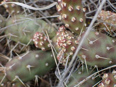 Opuntia fragilis, photographed by Shane Johnson