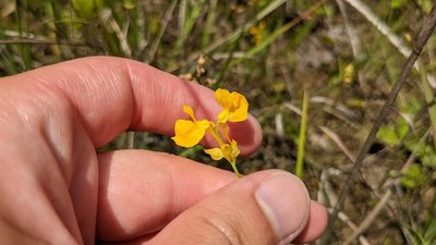 Utricularia cornuta, photographed by Joseph Aubert