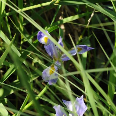 Iris virginica, photographed by A.L.