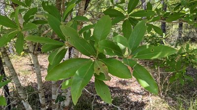 Magnolia virginiana, photographed by Joseph Aubert