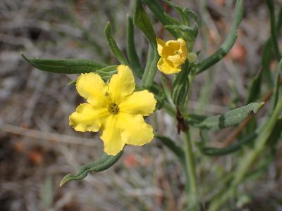 Lithospermum incisum, photographed by Shane Johnson