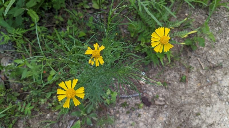 Helenium amarum, photographed by Joseph Aubert