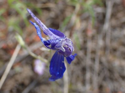 Delphinium nuttallianum, photographed by Shane Johnson