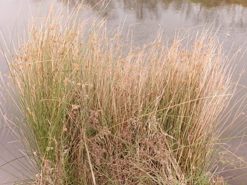 Juncus sarophorus, photographed by Joe Potter Butler