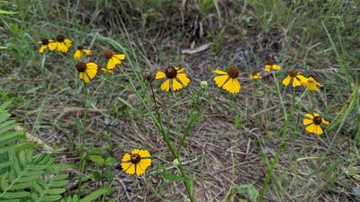 Helenium flexuosum, photographed by Joseph Aubert