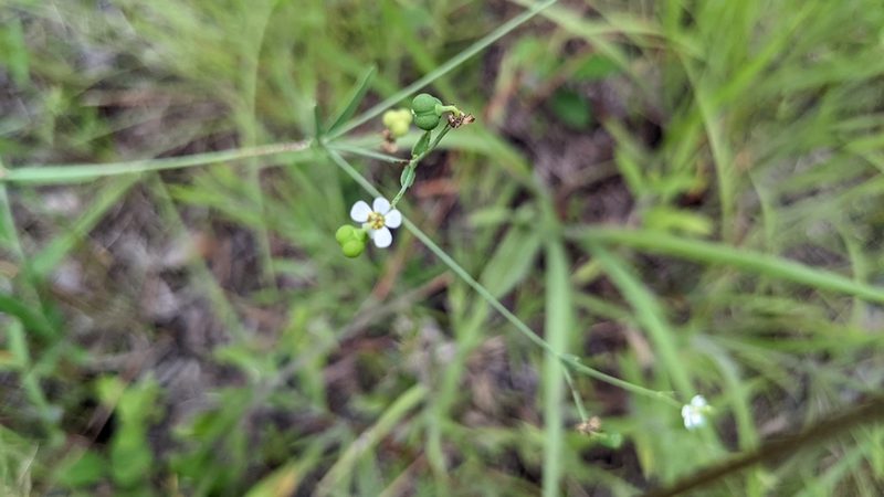 Euphorbia corollata, photographed by Joseph Aubert
