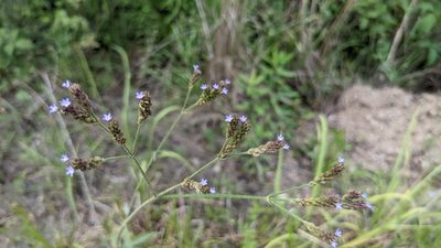 Verbena brasiliensis, photographed by Joseph Aubert