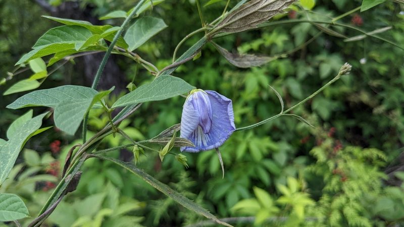 Centrosema virginianum, photographed by Joseph Aubert