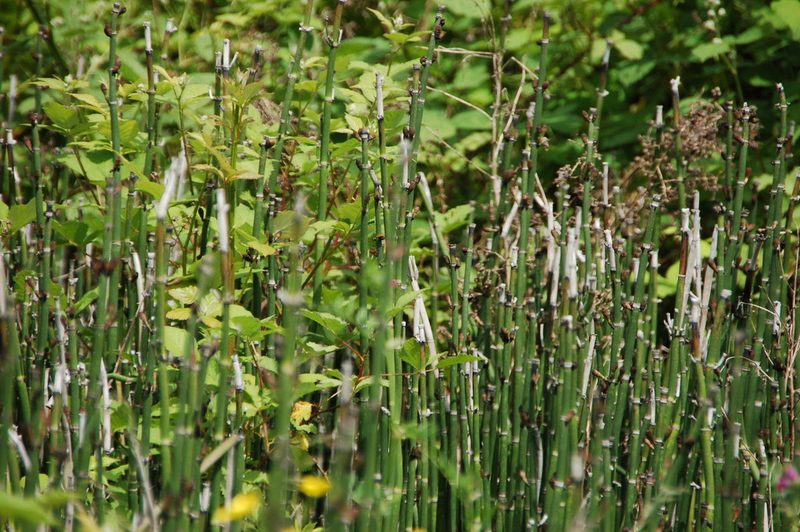 Equisetum hyemale, photographed by Gunnar Bonk