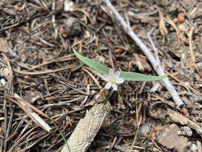 Claytonia lanceolata, photographed by Peter Garber