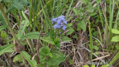 Conoclinium coelestinum