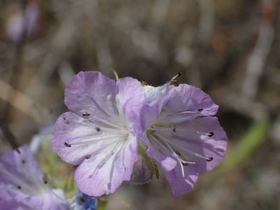Phacelia linearis, photographed by Shane Johnson