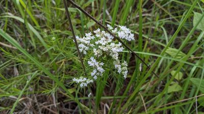 Pycnanthemum tenuifolium, photographed by Joseph Aubert