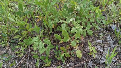 Toxicodendron pubescens