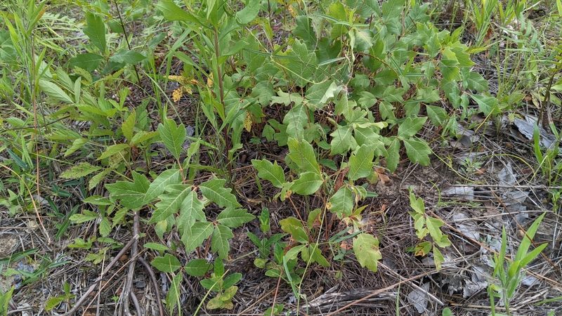 Toxicodendron pubescens, photographed by Joseph Aubert