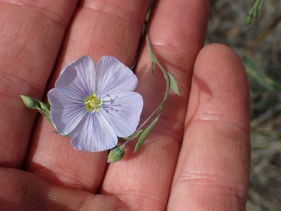 Linum lewisii, photographed by Shane Johnson