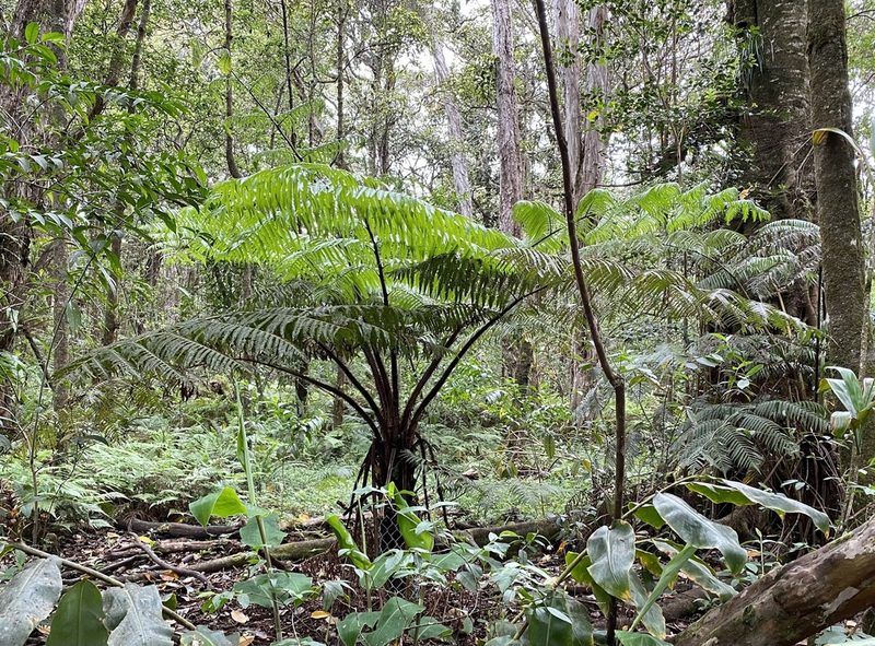 Cibotium menziesii, photographed by Lexi Amico