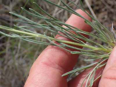 Erigeron linearis, photographed by Shane Johnson
