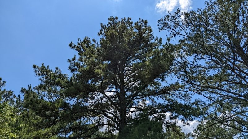 Pinus taeda, photographed by Joseph Aubert