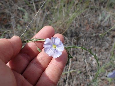 Linum lewisii, photographed by Shane Johnson