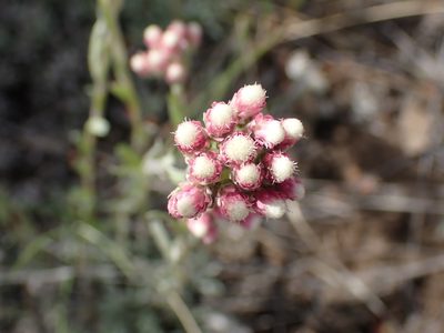 Antennaria rosea