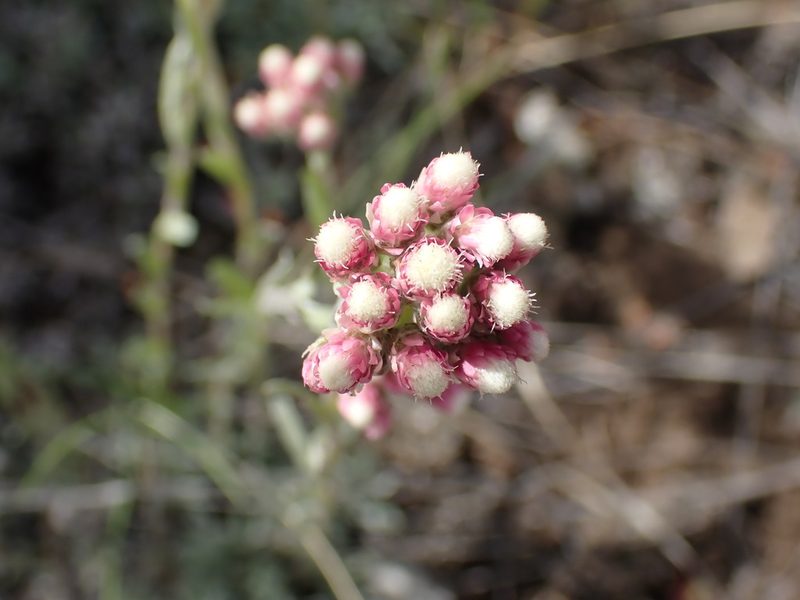 Antennaria rosea, photographed by Shane Johnson