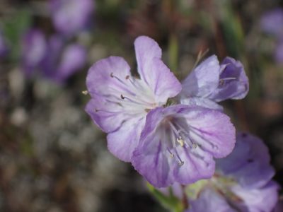 Phacelia linearis, photographed by Shane Johnson