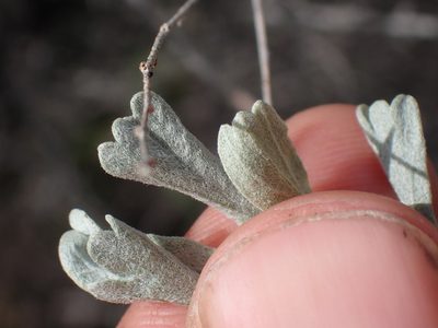 Artemisia tridentata, photographed by Shane Johnson