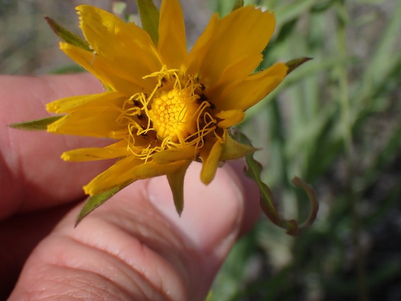 Tragopogon pratensis, photographed by Shane Johnson
