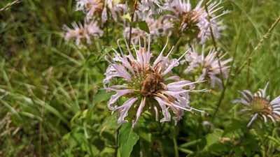 Monarda fistulosa, photographed by Joseph Aubert