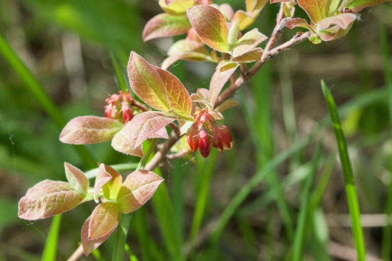 Vaccinium myrtilloides, photographed by Owen Strickland