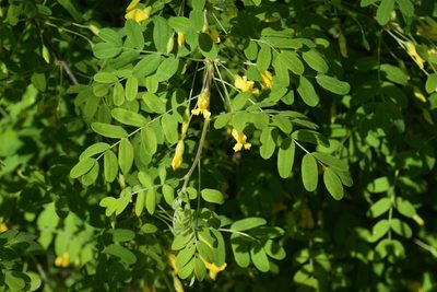 Caragana arborescens, photographed by Owen Strickland