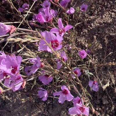 Clarkia rubicunda, photographed by Bill Levine