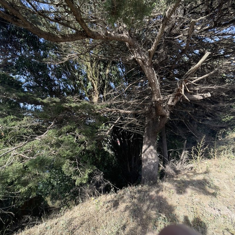 Hesperocyparis macrocarpa, photographed by Bill Levine