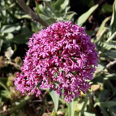 Valeriana rubra, photographed by Bill Levine