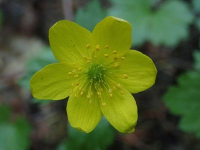 Anemonastrum richardsonii